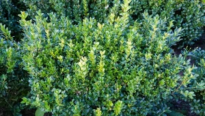 Zwabiaj do ogrodu. Na ćmę bukszpanową są lepsze od oprysków