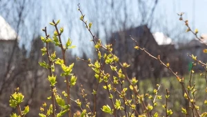 Hortensje całe pokryją się kwiatami. Jeden zabieg na wagę złota