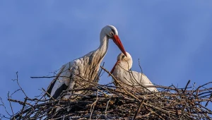 Bociany nie odlatują już do Afryki? Eksperci wskazują konkretny powód 