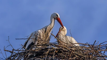 Z cieplejszych regionów powracają najpierw samce, a nieco później samice bocianów 