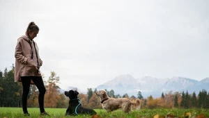 Walka z pchłami może być bardzo uciążliwa