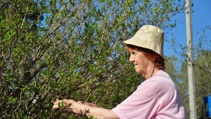 Przytniesz w kwietniu, będą rosły zjawisko. Lista krzewów nie jest długa