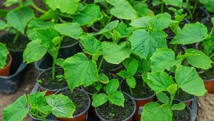 Domowa odżywka z dwóch składników. Rozsada ogórka będzie zdrowa i silna