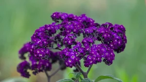 Jak uprawiać heliotrop? Ta roślina może kwitnąć przez cały sezon.