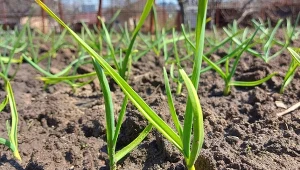 Świetny patent na gigantyczny czosnek. Wrzuć do wody i podlej 