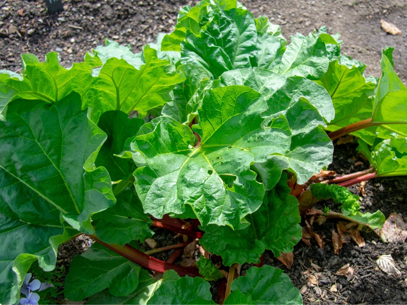 Jak przyspieszyć zbiór rabarbaru poprzez jego pędzenie? Duże, dorodne i zdrowe liście rabarbaru w ogrodzie warzywnym.