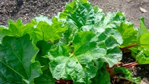 Jak przyspieszyć zbiór rabarbaru poprzez jego pędzenie?