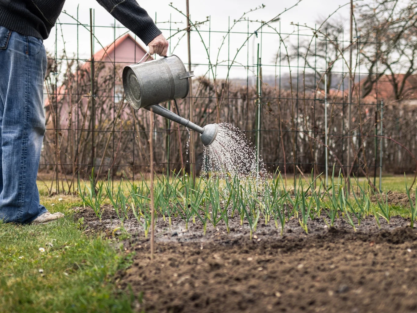 osoba podlewa metalową konewką rzędy młodego czosnku rosnące na grządkach ogrodowych wczesną wiosną