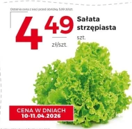 Салат-латук