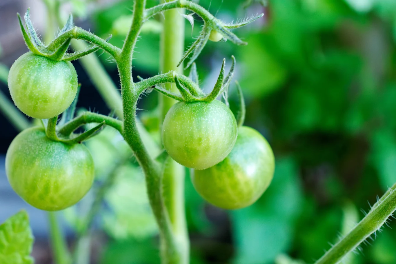 Kilka zielonych, jeszcze niedojrzałych pomidorów rosnących na łodydze, otoczonych drobnymi włoskami i liśćmi w tle.