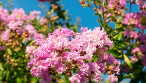 Wygląda jak bez, ale kwitnie znacznie dłużej. To prawdziwy hit ogrodów