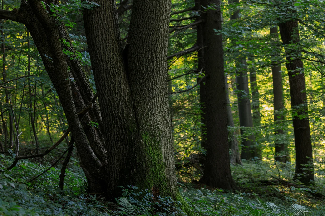 gęsty las z dużymi drzewami o grubych pniach, promienie słoneczne przebijające się przez liście, na ziemi gęsta roślinność i paprocie