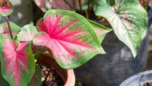 Kwiat jak z drogiego katalogu. Jego liście mają niezwykle intensywne barwy