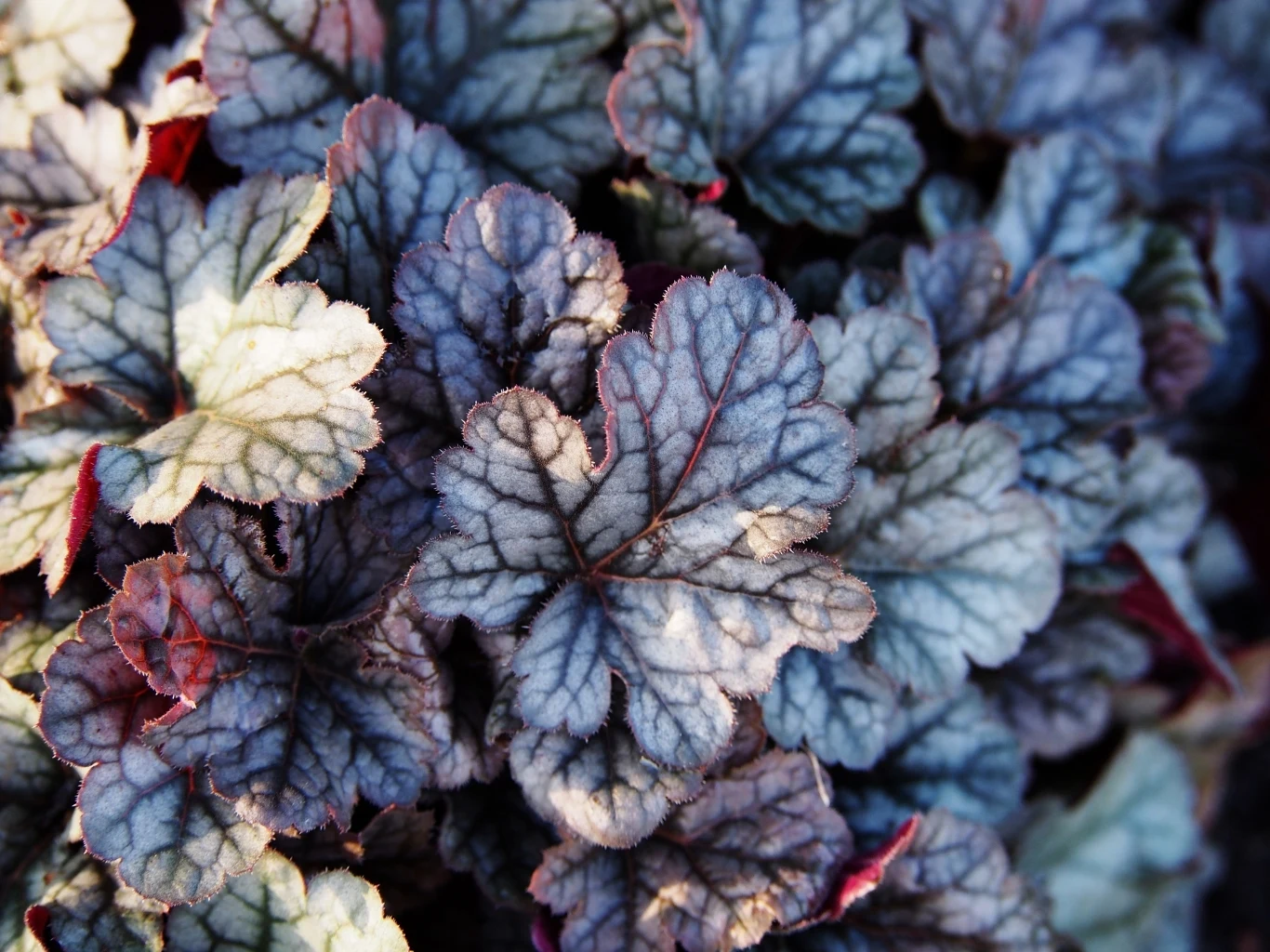 Liście żurawki bywają piękniejsze niż jej kwiaty Grupa liści o wyraźnych, ciemnofioletowych żyłkach i srebrzystoszarej powierzchni z delikatnymi odcieniami fioletu i bordowych przebarwień na brzegach.