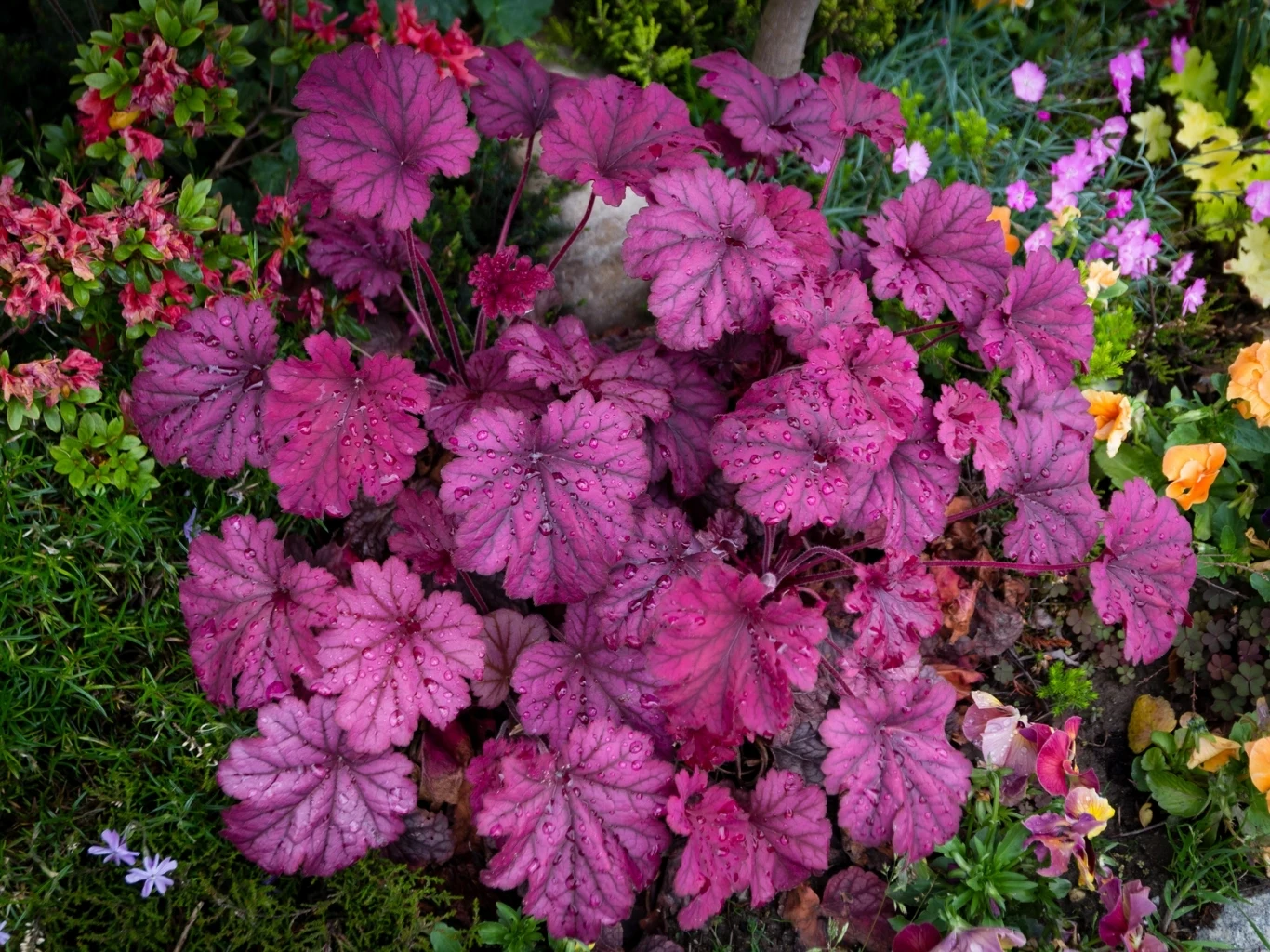 Żurawka potrafi zachować swój piękny kolor przez cały rok Kępa bordowych liści żurawki z unerwieniem i kroplami wody wśród kwiatów i zielonych roślin ogrodowych.