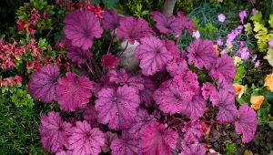 Posadź w cieniu, podlej i zostaw. Jej liście same nabiorą koloru