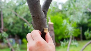 Jak zregenerować zniszczoną po zimie kore drzew?