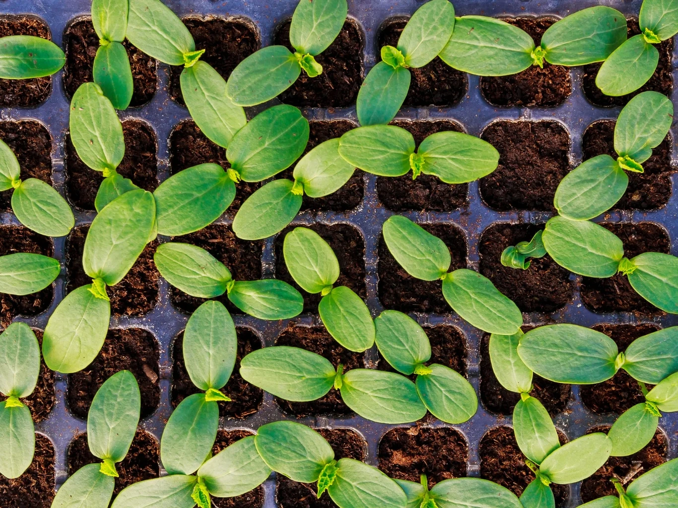 Przygotuj domową odżywkę dla silnych sadzonek ogórków. Młode sadzonki ogórków w czarnych pojemnikach z glebą, liście w geometrycznym układzie.