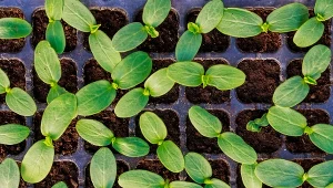 Przygotuj domową odżywkę dla silnych sadzonek ogórków.