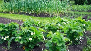 Góra słodziutkich truskawek bez oprysków. Posadź jak najbliżej 