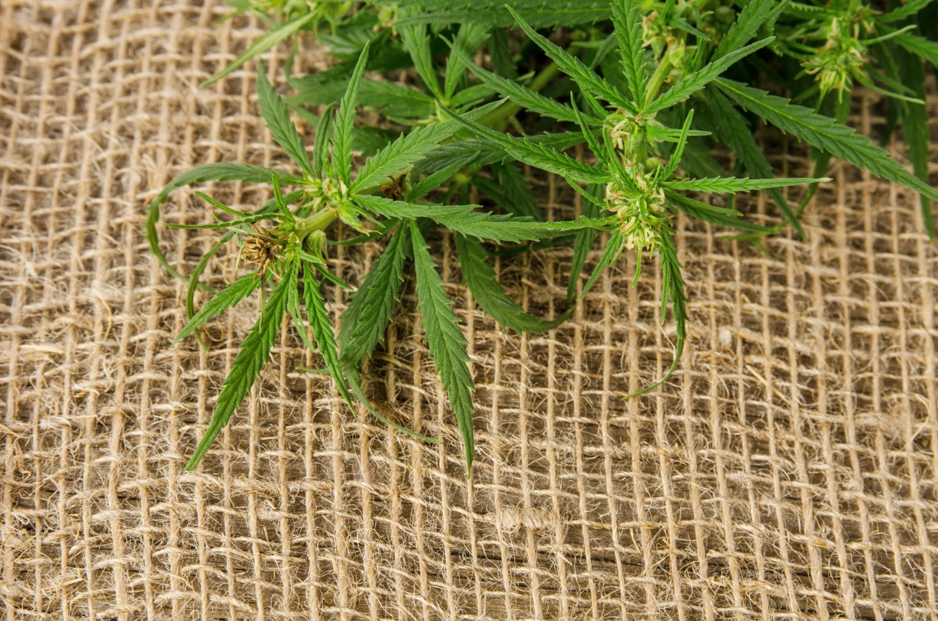 W Polsce konopie siewne uprawiane są głównie jako roślina przemysłowa. Zielone liście konopi siewnych ułożone na jutowej tkaninie.