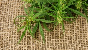 Z konopi siewnych powstaje cenny olej stosowany w diecie i kosmetyce