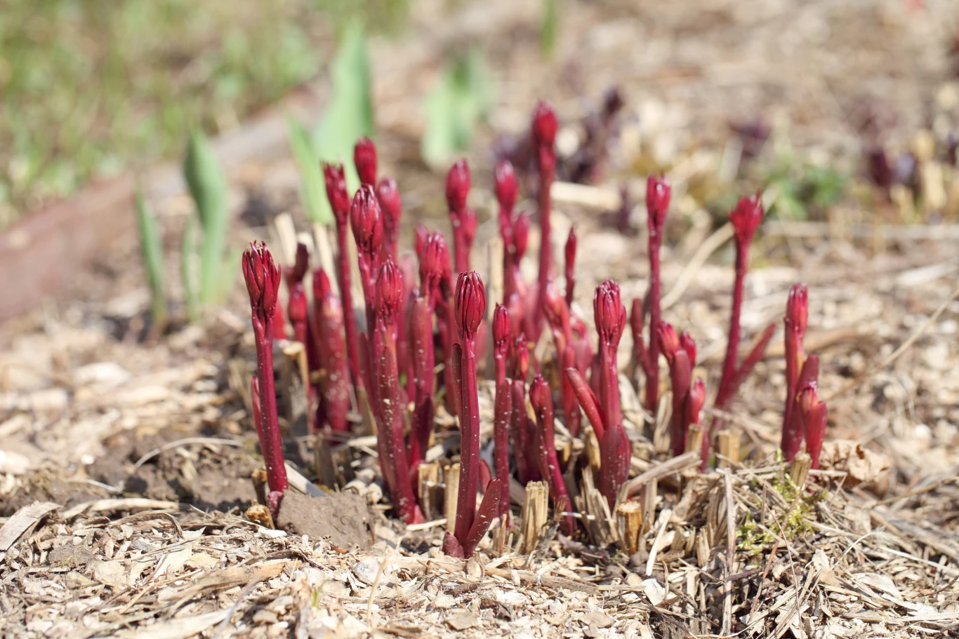 Piwonie dobrze reagują na domowy nawóz ze skorupek jaj. Młode czerwone pędy piwonii na ściółce z resztkami organicznymi; w tle zielone liście innych roślin