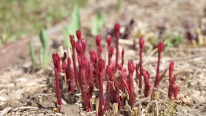 Zmiel, zalej wodą i podlej piwonie. Będą rosnąć jak na drożdżach