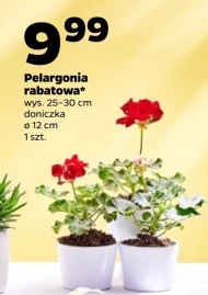 Рослина в горщику