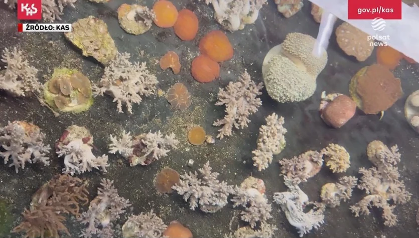 "Wydarzenia": Niecodzienny przemyt. Celnicy odkryli nielegalnie przewożone koralowce