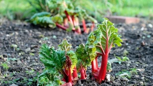 Rozrzuć wokół młodego rabarbaru. Urośnie szybciej, gruby i zdrowy