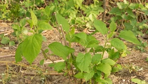 Hortensje są teraz głodne jednego nawozu. Syp, będą miały kwiatów bez liku
