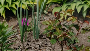Już solidnie rozsypuj pod róże. Będą miały zatrzęsienie pąków