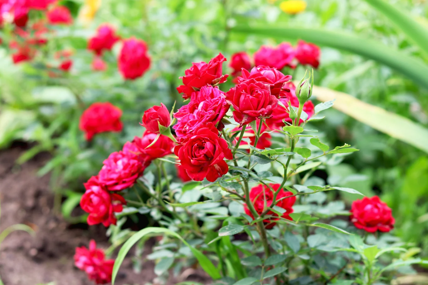 intensywnie czerwone róże w pełnym rozkwicie na tle zielonych liści w ogrodzie