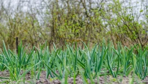 Świetny patent na gigantyczny czosnek. Wrzuć do wody i podlej 