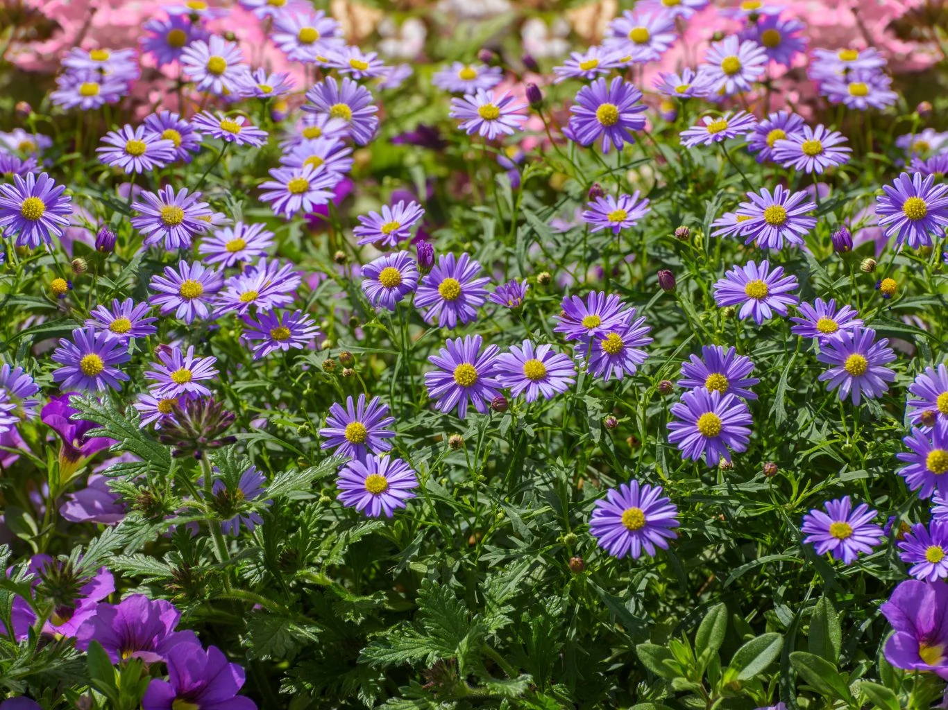 Czubatka ubiorkolistna kwitnie aż do pierwszych przymrozków. Gęsty zagajnik fioletowych i różowych kwiatów z żółtymi środkami otoczony zielonymi liśćmi, tworzący kolorową i harmonijną kompozycję ogrodową.