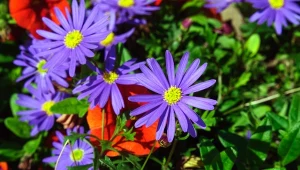 Lepsza od pelargonii. Piękność z Australii kwitnie do mrozów, nie kaprysi