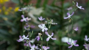 Gdzie i jak posiać maciejkę, by otulała aromatem? Wieczorami jej zapach jest niesamowity
