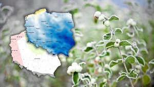 Wiosna wciąż nie odzyskała animuszu. Po zachodzie słońca króluje zima