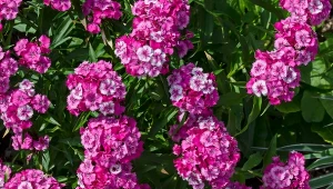 Roślina ogrodowa dla zapominalskich. Zasiej raz, a będzie kwitła non stop