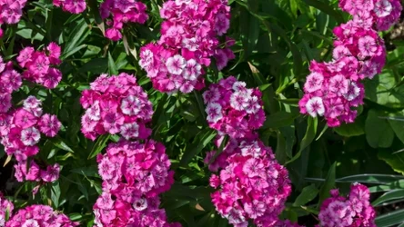 Goździk brodaty w ogrodzie - jak go uprawiać?