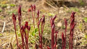Jeden błąd przekreśli kwitnienie. Pamiętaj przy nawożeniu piwonii