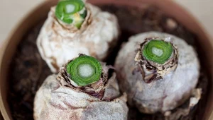 Przekwitłe hiacynty? Ten sposób sprawi, że znów wypuszczą pąki