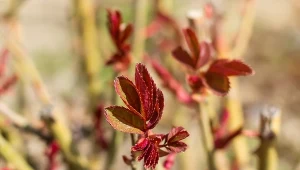 Przygotuj i spryskaj róże. Problem z mszycami masz już z głowy