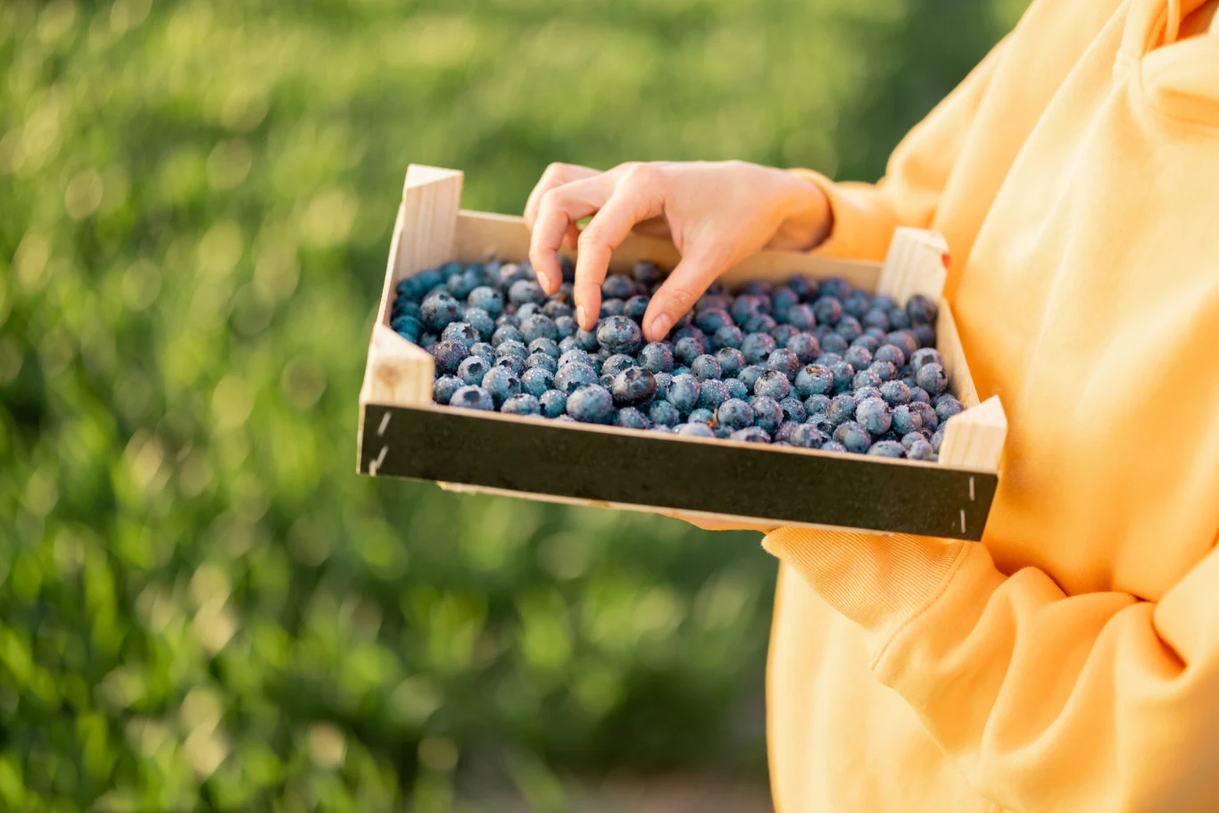 drewniana skrzynka wypełniona świeżymi jagodami trzymana przez osobę ubraną w żółtą bluzę, na tle rozmytego zielonego pola