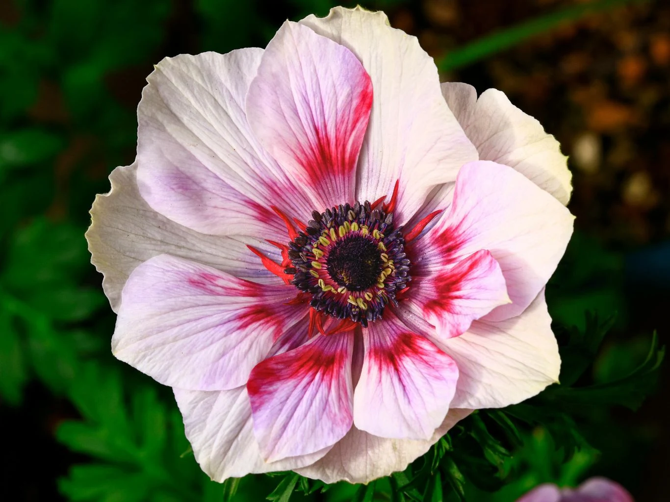 Duży kwiat o białych płatkach z wyraźnymi czerwonymi smugami i ciemnozielonym środkiem, otoczony zielonymi liśćmi.