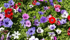 Ogromną zaletą anemonów jest bogactwo kolorów. 