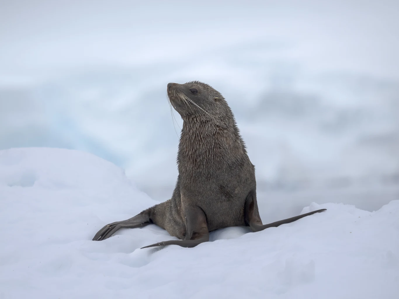 foka siedząca na śniegu z uniesioną głową, otoczona białym, zimowym krajobrazem