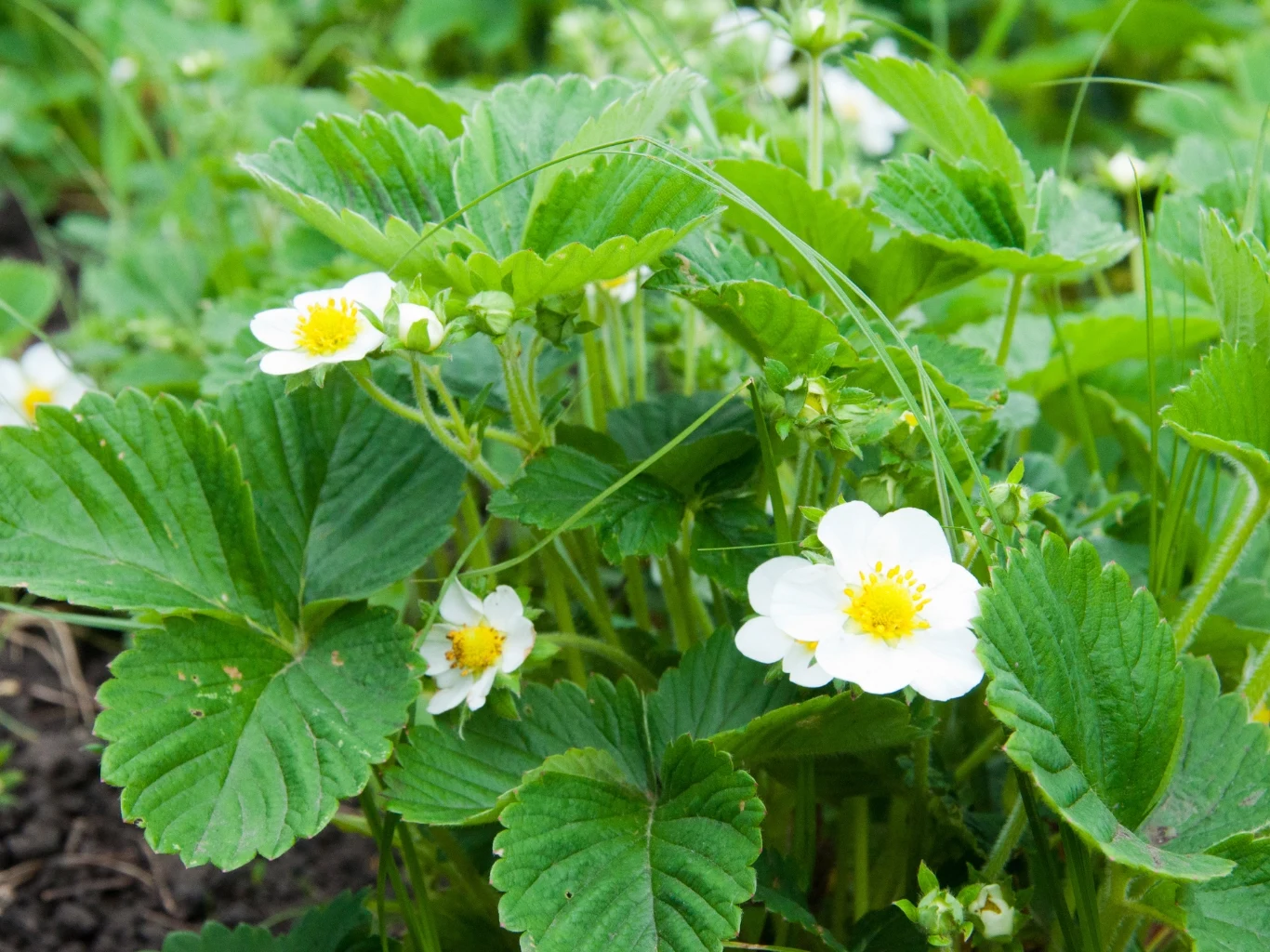 zielone liście truskawek przeplatane licznymi białymi kwiatami z żółtym środkiem, rosnące gęsto na grządce