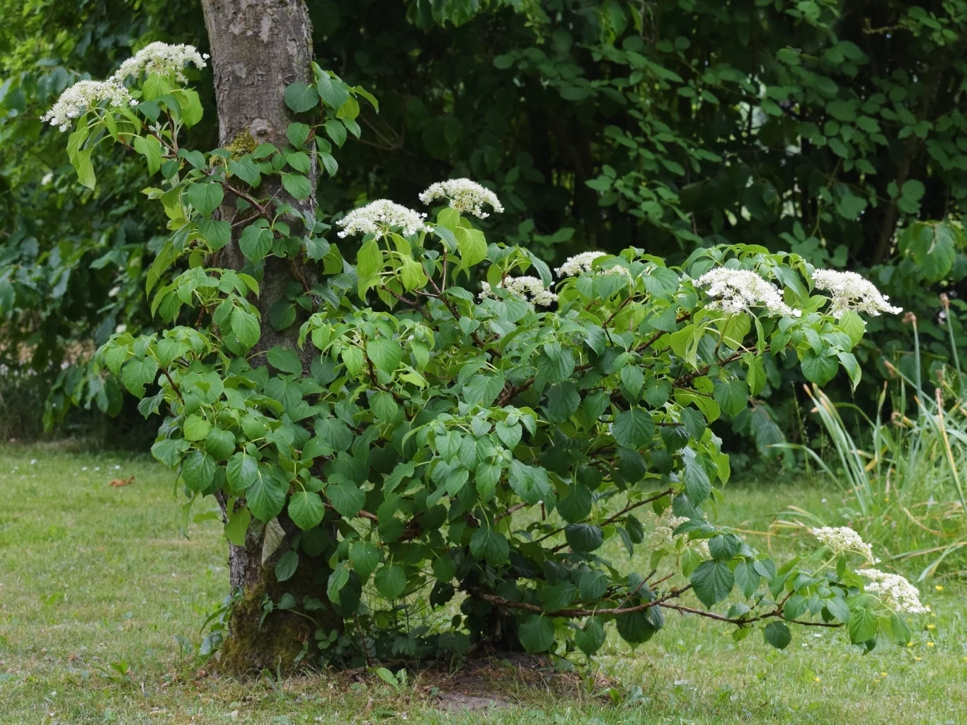 Rozłożysty krzew hortensji o dużych, zielonych liściach i licznych baldachach drobnych kwiatów. 